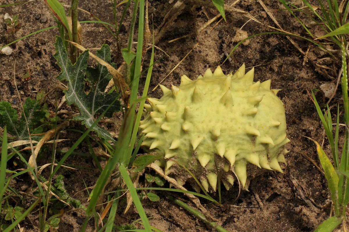 Acanthosicyos naudinianus Acanthosicyos naudinianus