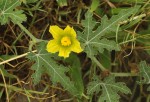 Acanthosicyos naudinianus