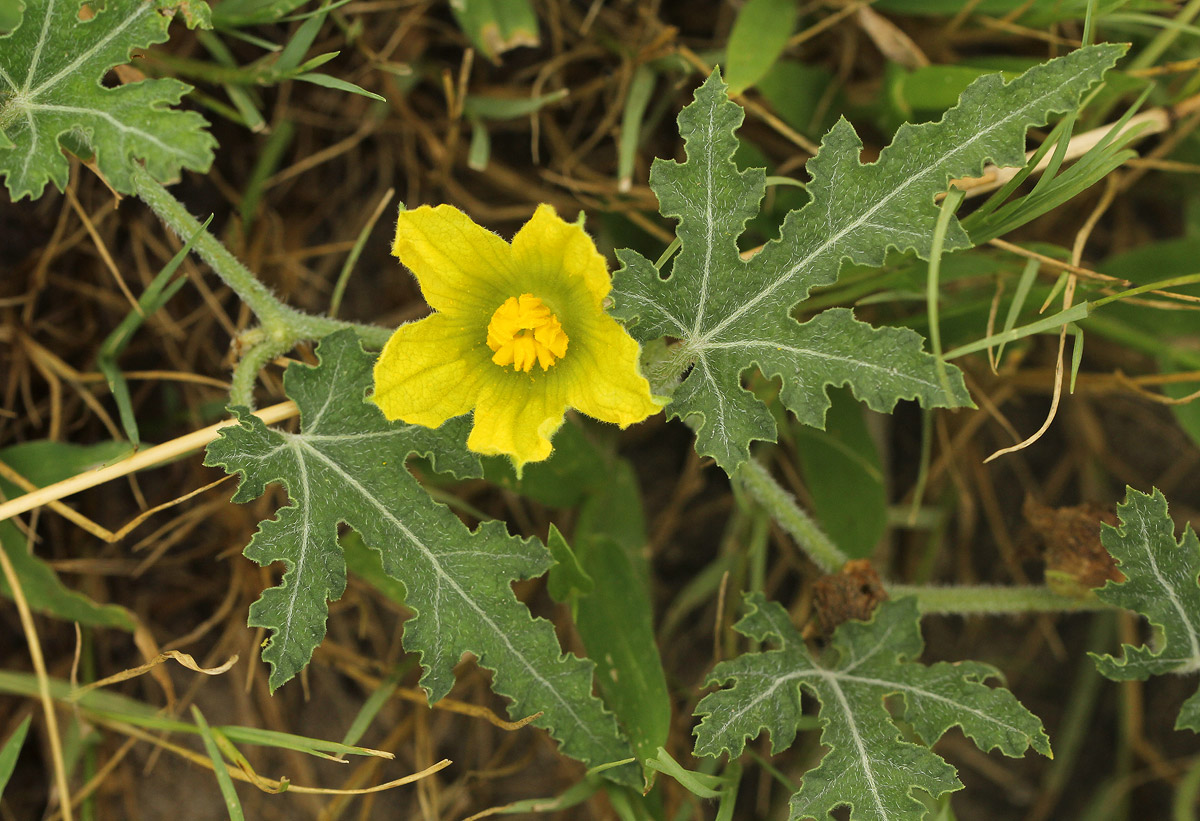 Acanthosicyos naudinianus Acanthosicyos naudinianus