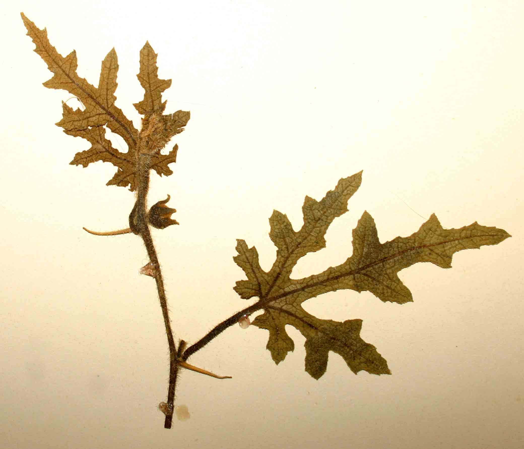 Acanthosicyos naudinianus Acanthosicyos naudinianus