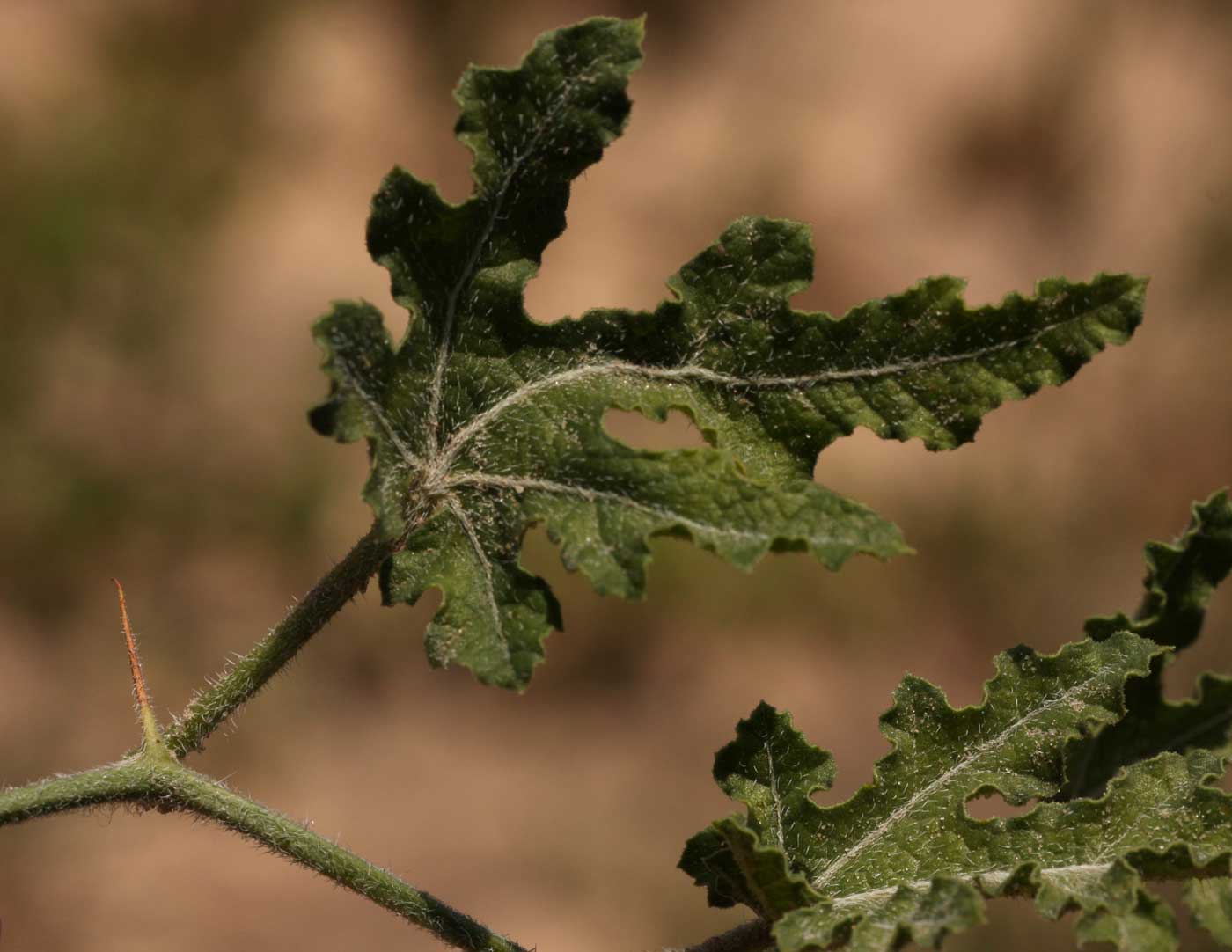Acanthosicyos naudinianus Acanthosicyos naudinianus
