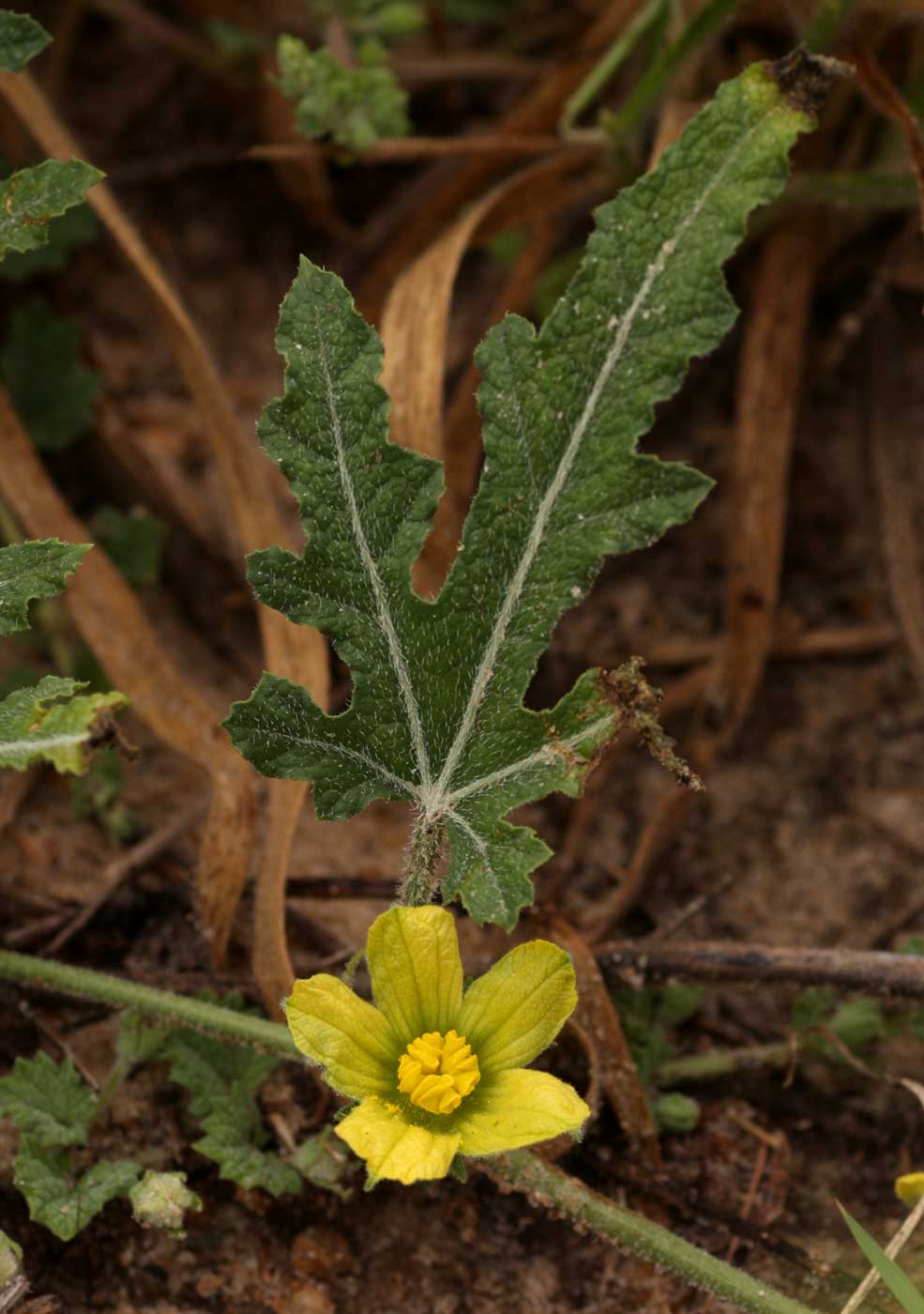 Acanthosicyos naudinianus Acanthosicyos naudinianus