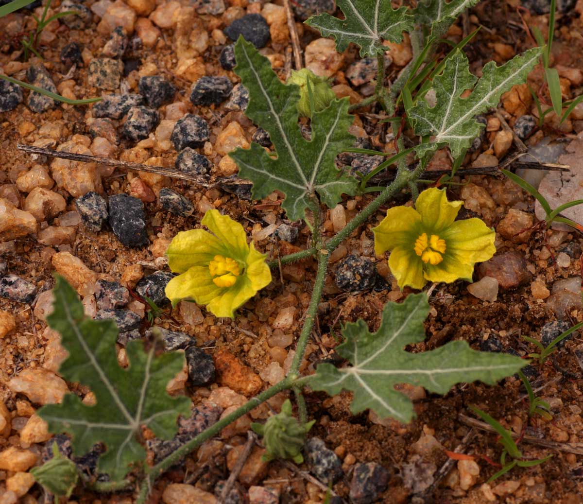 Acanthosicyos naudinianus Acanthosicyos naudinianus