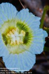 Momordica balsamina