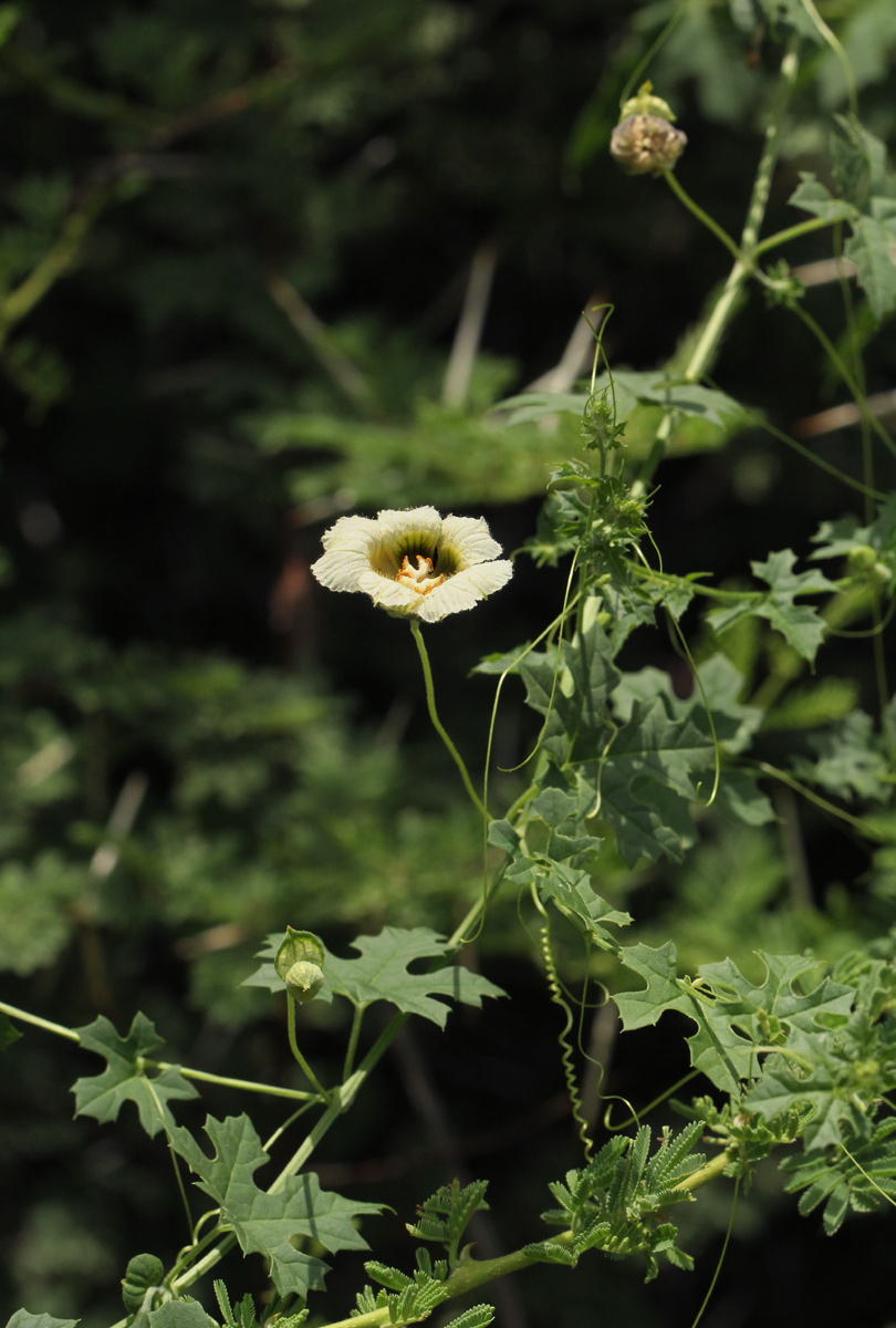 Momordica balsamina