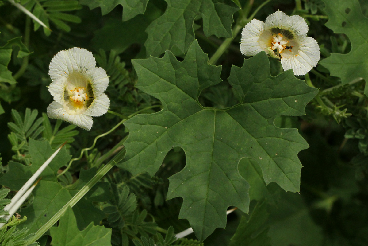 Momordica balsamina