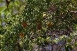 Momordica balsamina