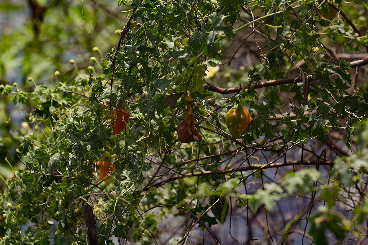 Momordica balsamina
