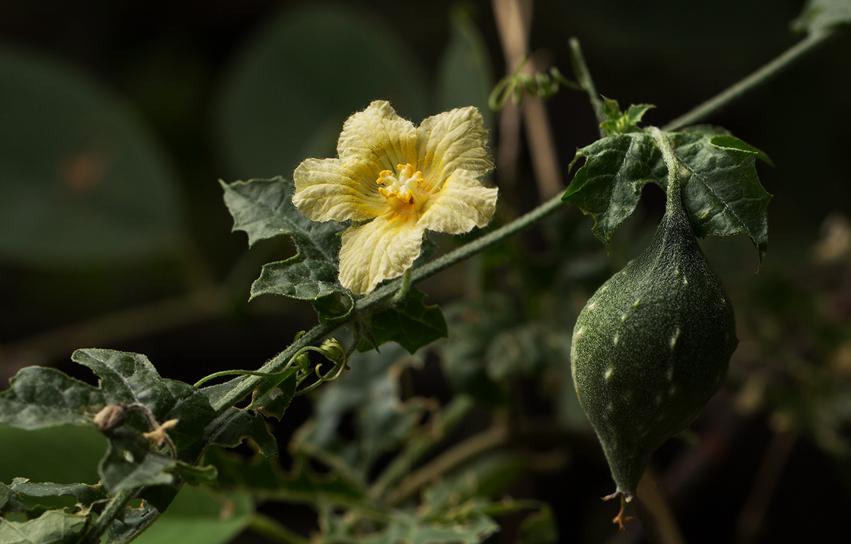 Momordica balsamina