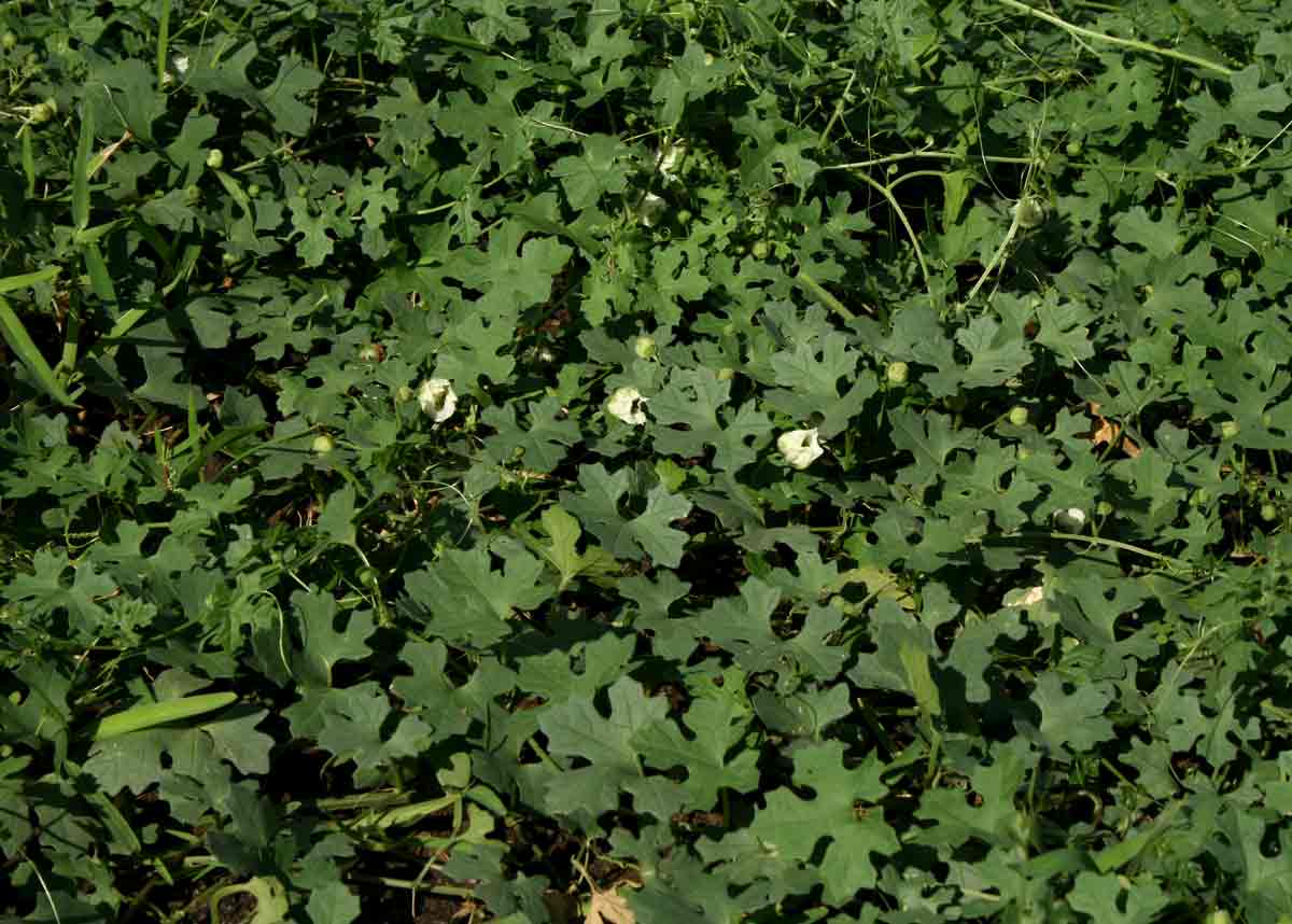 Momordica balsamina