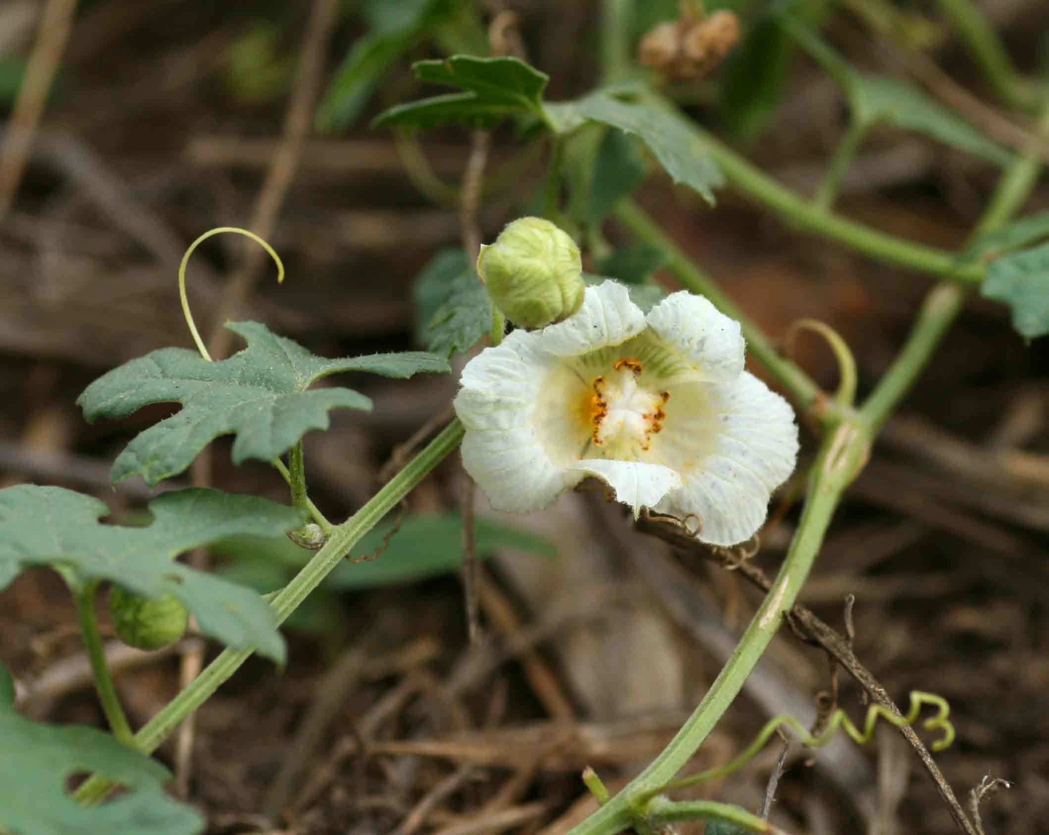 Momordica balsamina Momordica balsamina