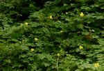 Momordica charantia subsp. charantia
