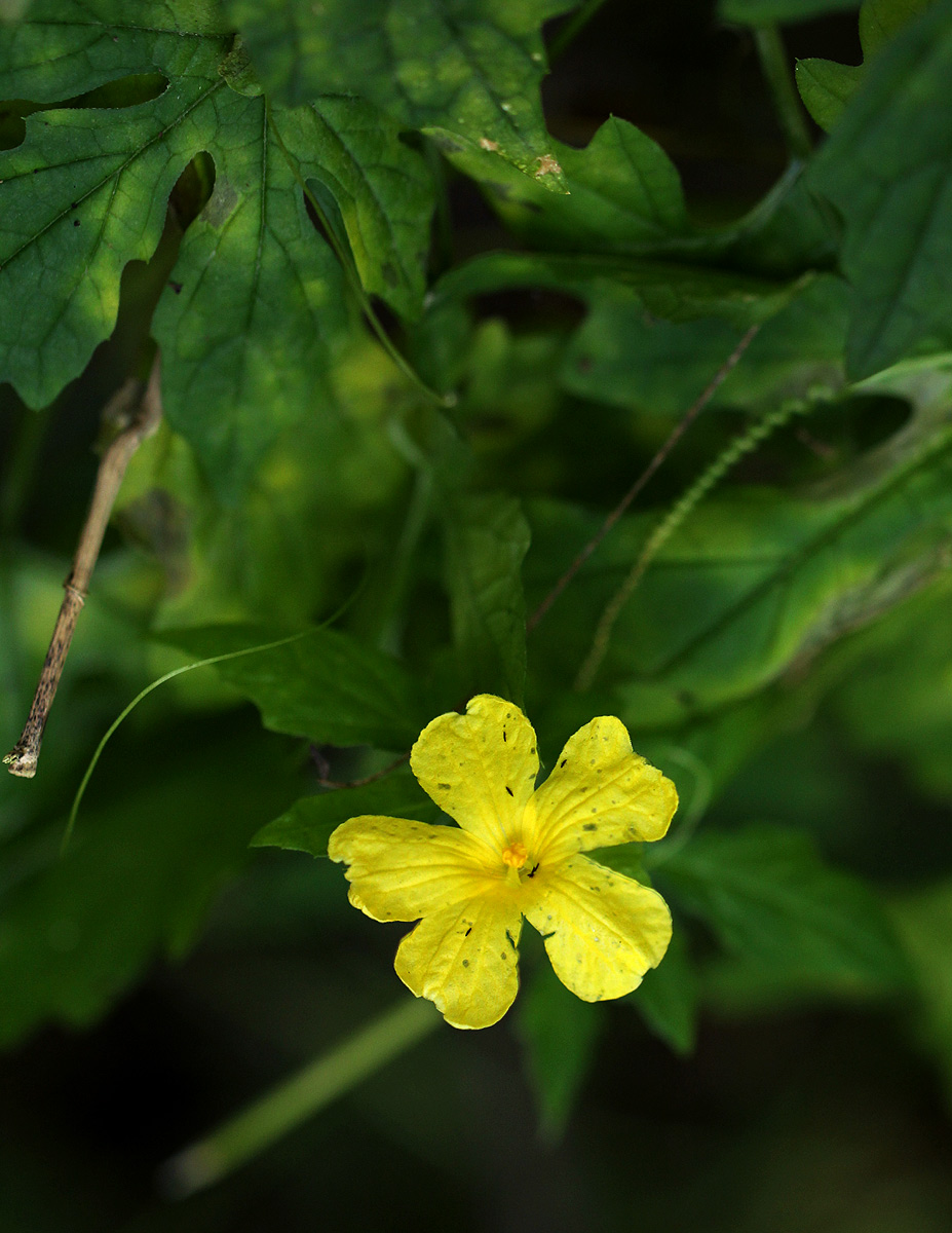 Momordica charantia subsp. charantia Momordica charantia subsp. charantia
