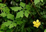Momordica charantia subsp. charantia
