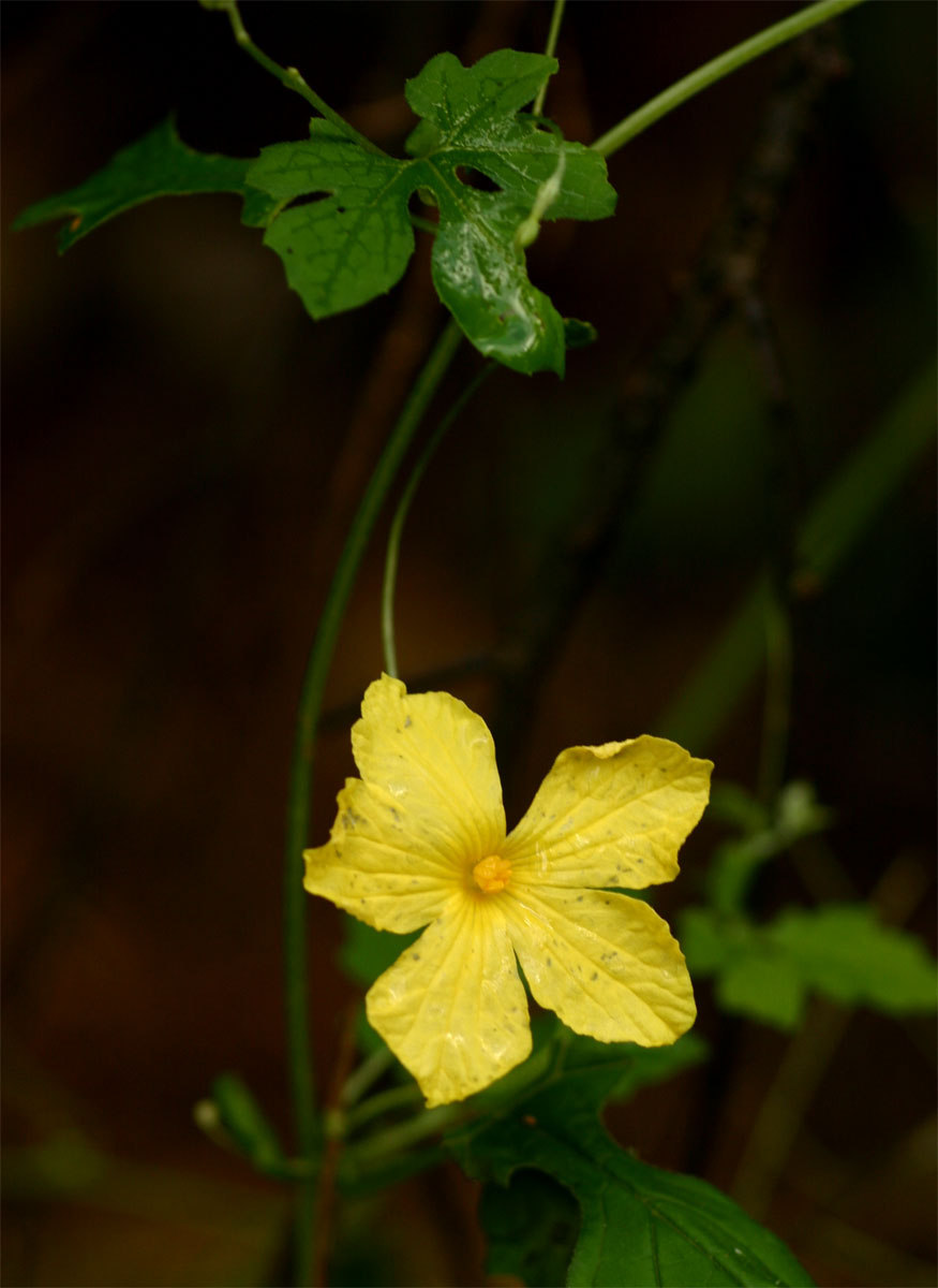Momordica charantia subsp. charantia
