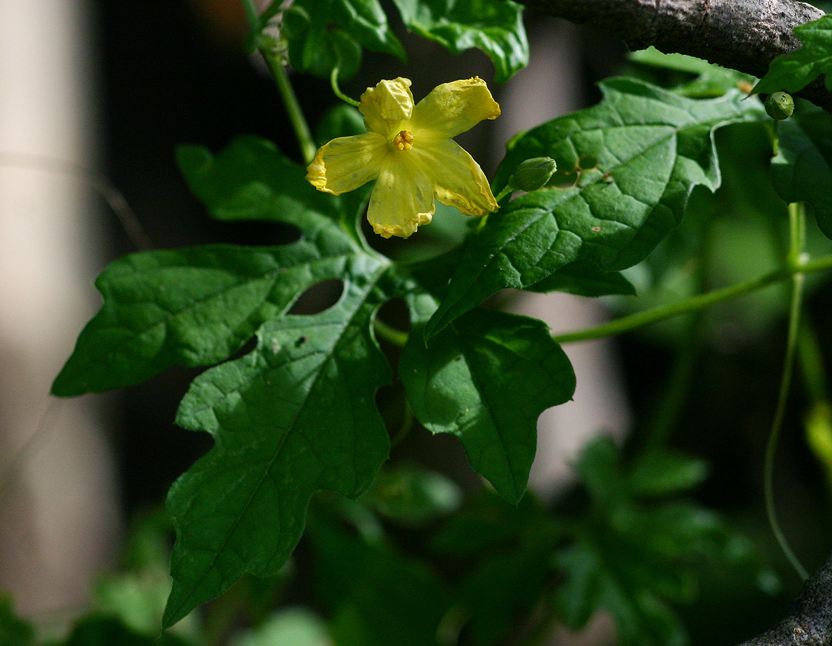 Momordica charantia subsp. charantia