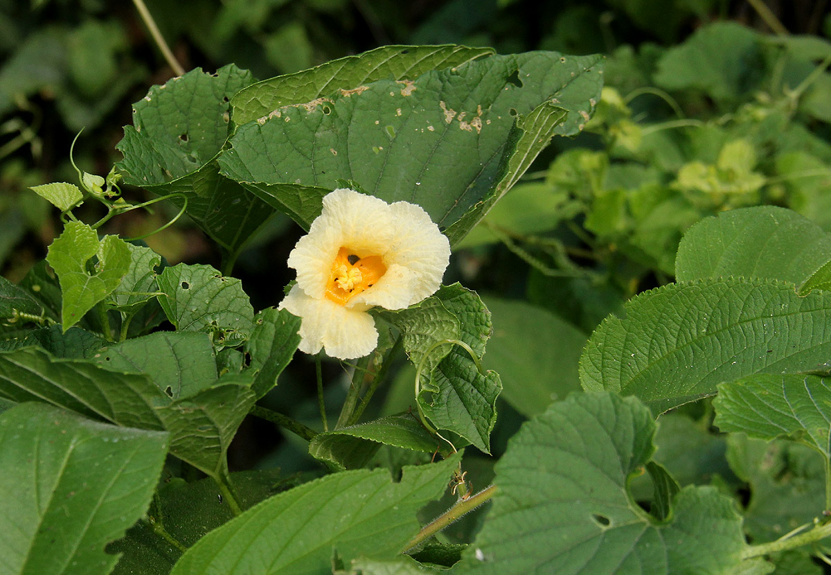 Momordica foetida Momordica foetida