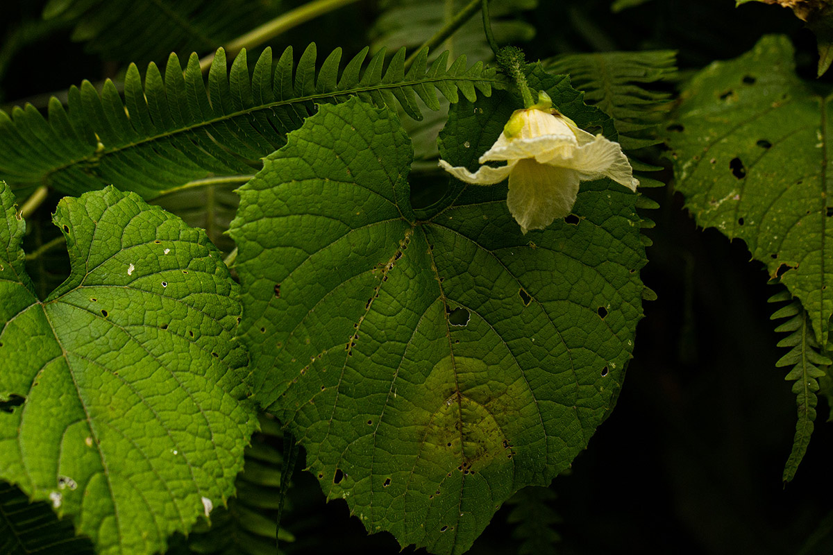 Momordica foetida Momordica foetida