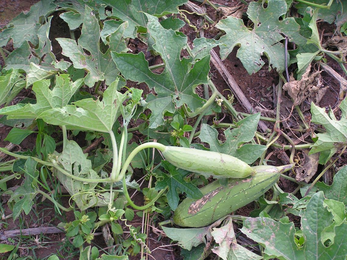 Luffa cylindrica Luffa cylindrica