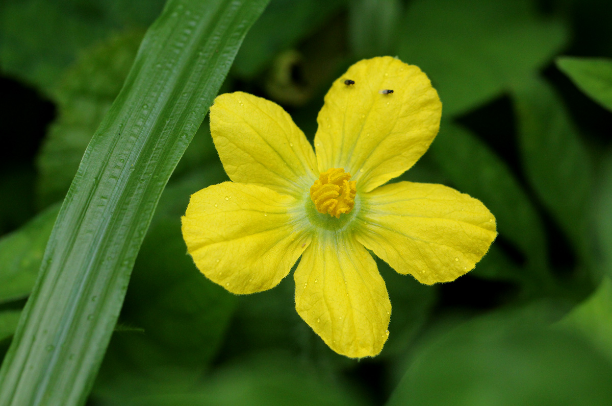 Citrullus lanatus Citrullus lanatus