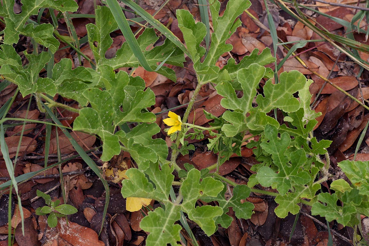 Citrullus lanatus