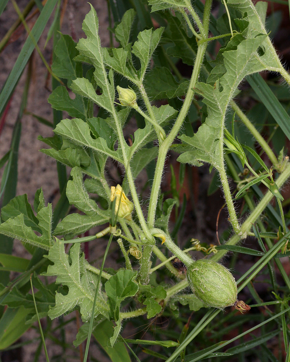 Citrullus lanatus Citrullus lanatus
