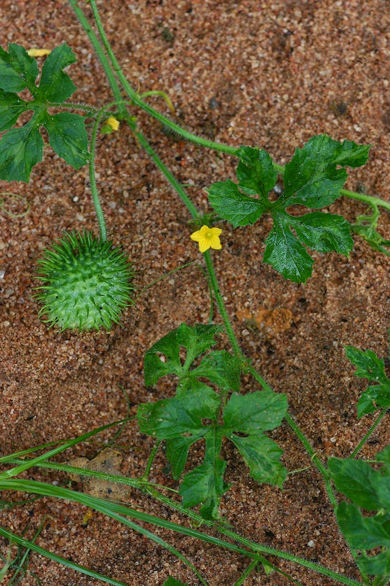 Cucumis anguria var. anguria Cucumis anguria var. anguria