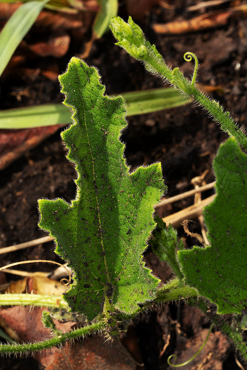 Cucumis hirsutus Cucumis hirsutus