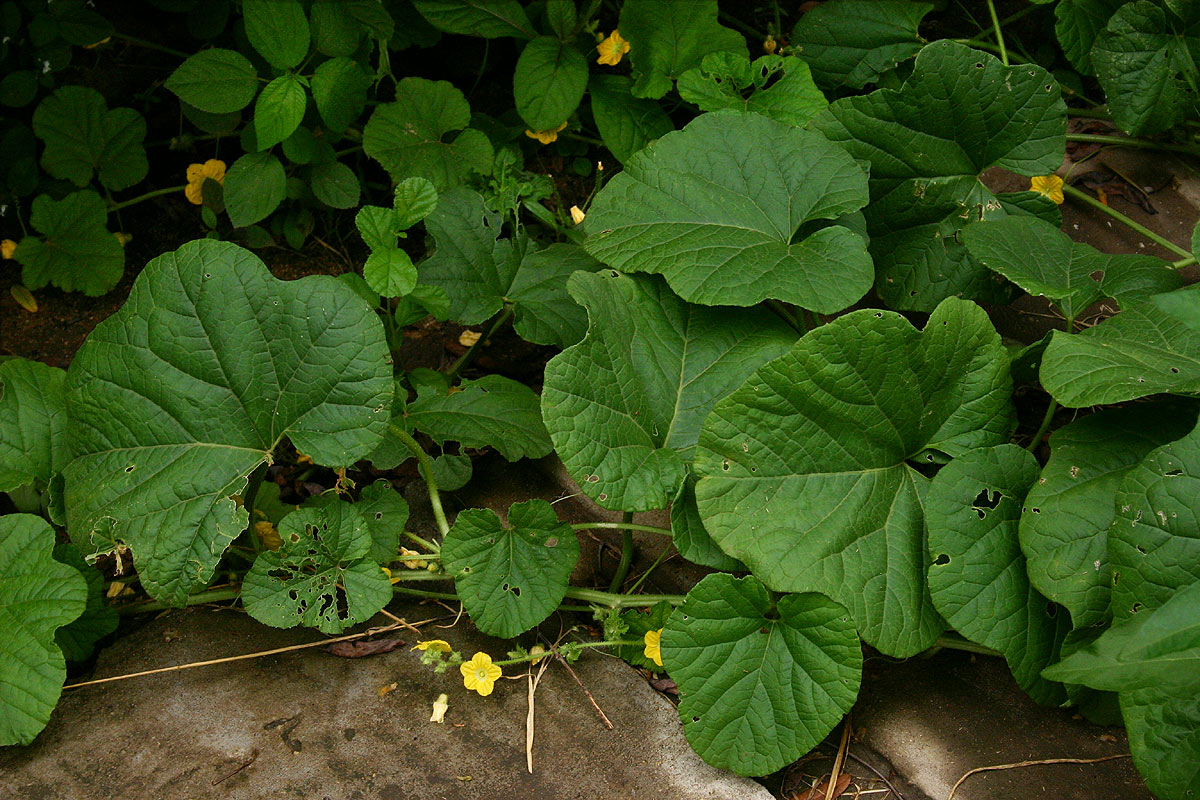 Cucumis melo Cucumis melo