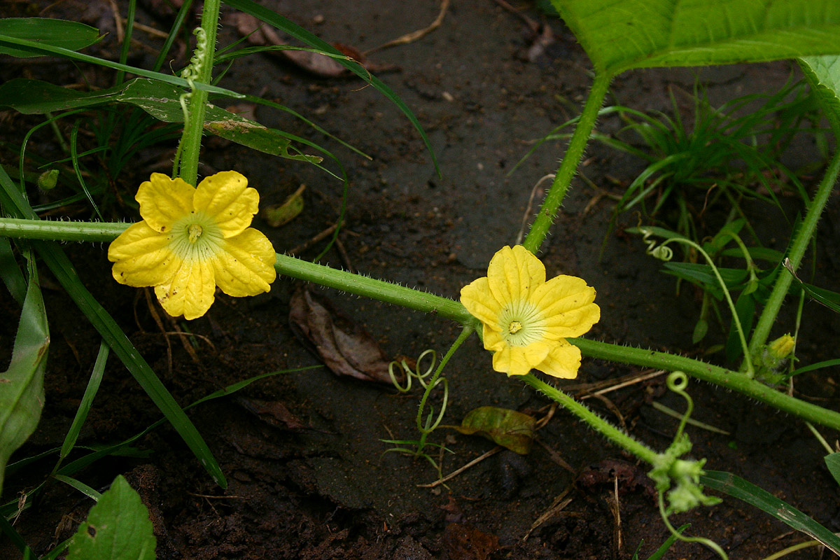 Cucumis melo
