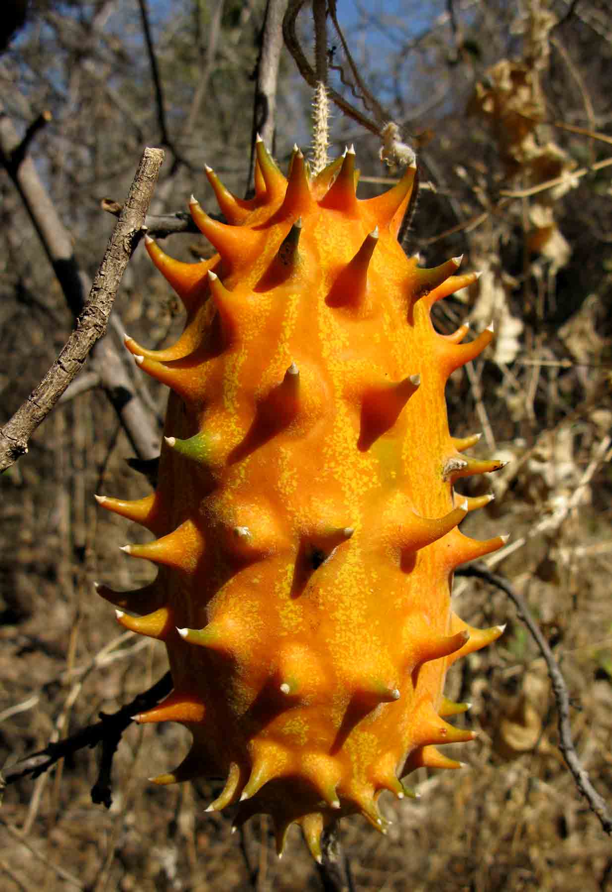 Cucumis metuliferus Cucumis metuliferus