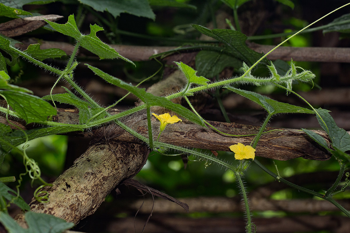 Cucumis metuliferus Cucumis metuliferus