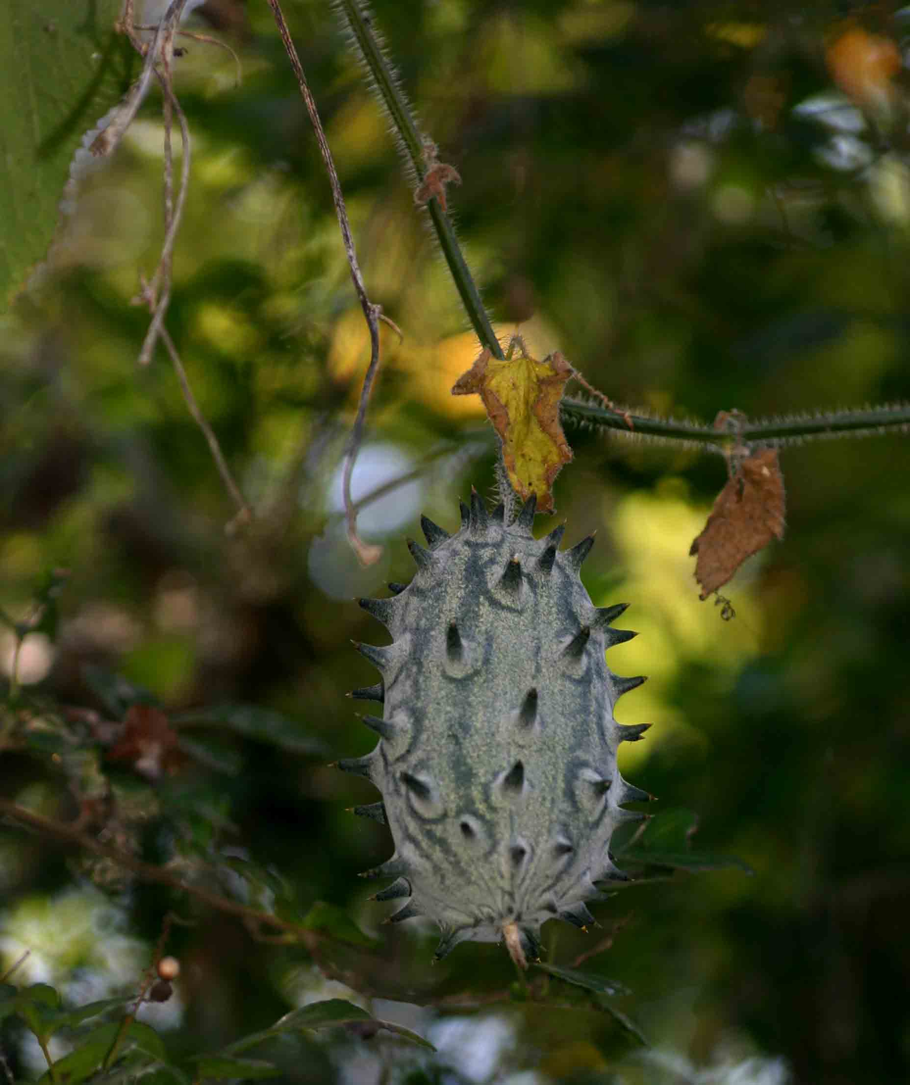 Cucumis metuliferus Cucumis metuliferus