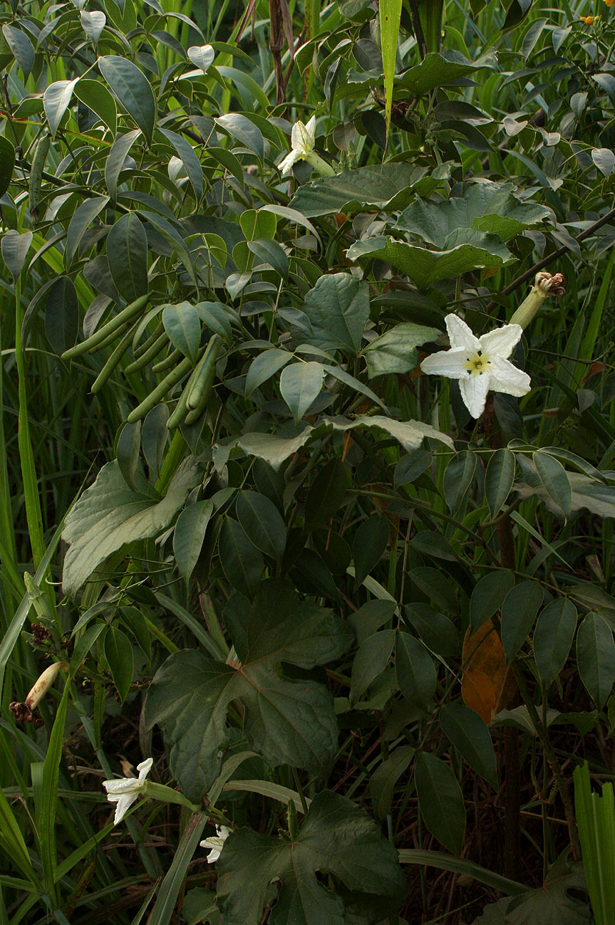Lagenaria breviflora Lagenaria breviflora