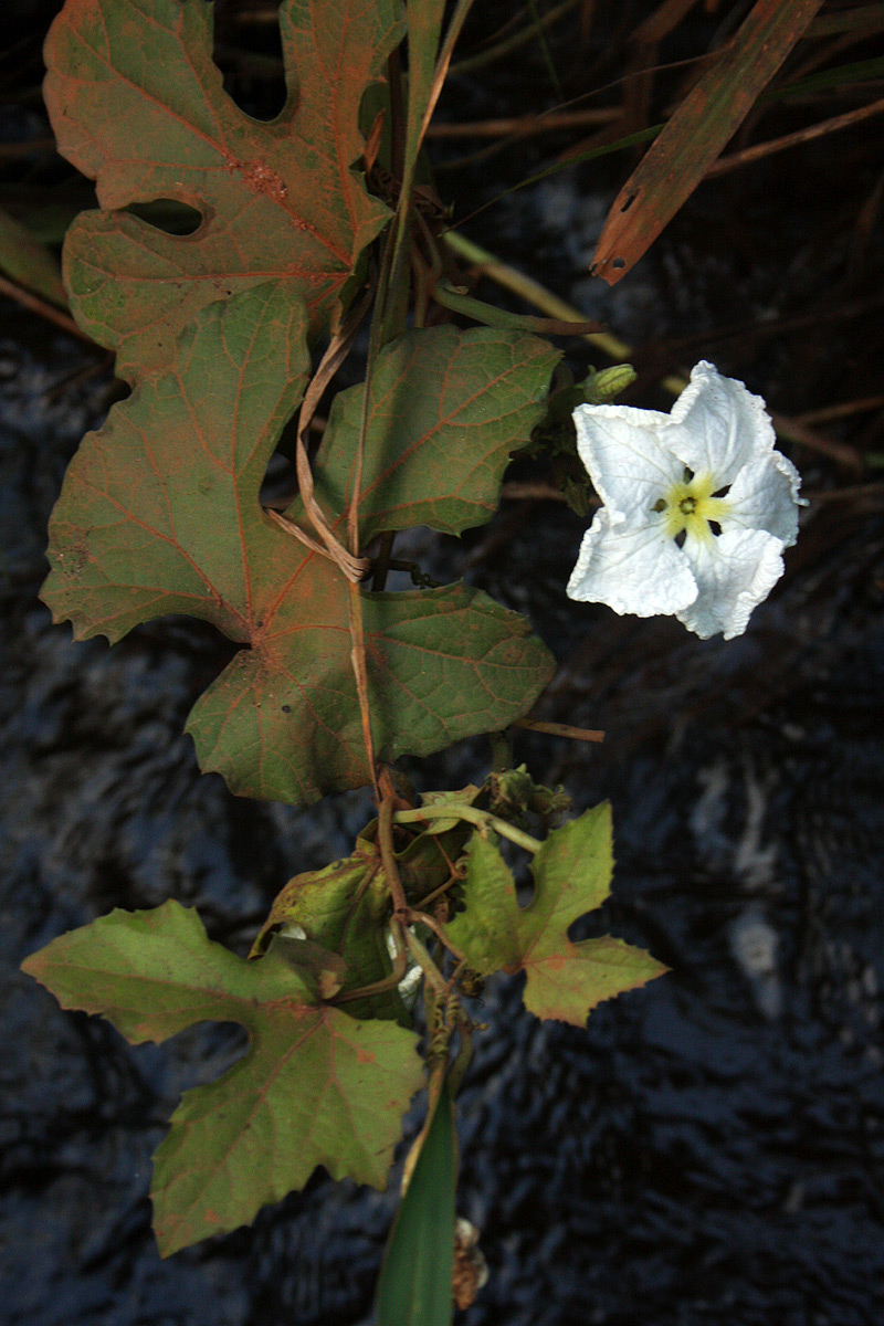 Lagenaria breviflora Lagenaria breviflora