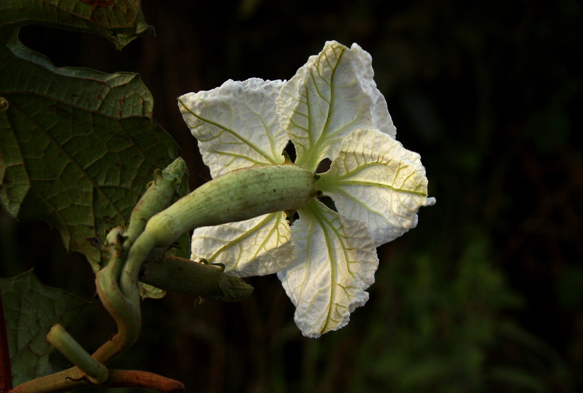 Lagenaria breviflora Lagenaria breviflora