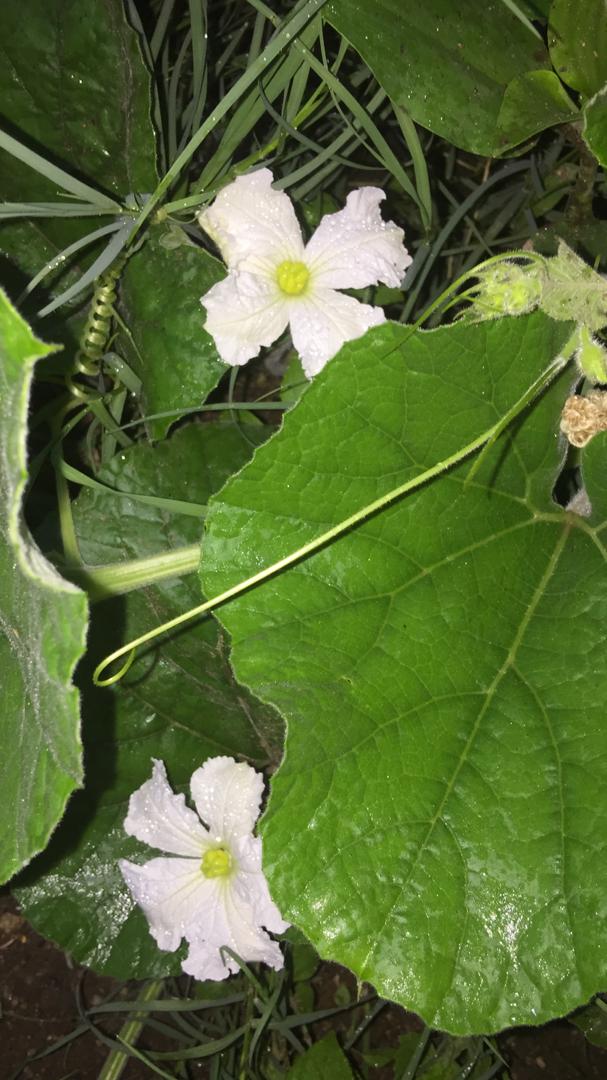 Lagenaria siceraria Lagenaria siceraria