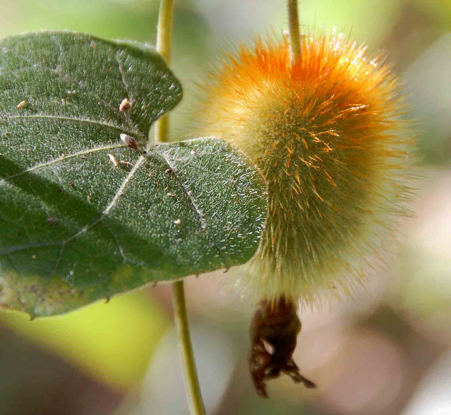 Raphidiocystis chrysocoma Raphidiocystis chrysocoma