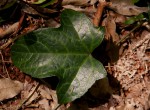 Coccinia barteri