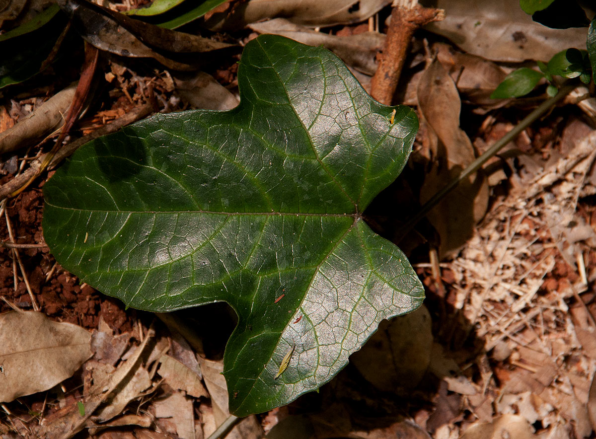 Coccinia barteri Coccinia barteri