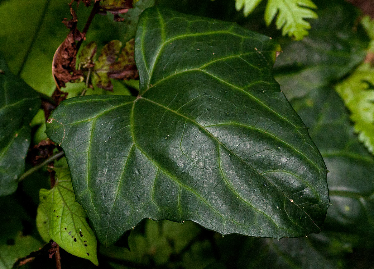 Coccinia barteri Coccinia barteri
