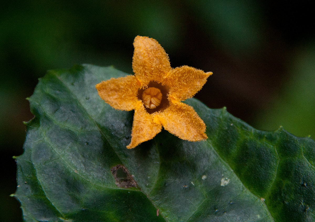 Coccinia barteri Coccinia barteri