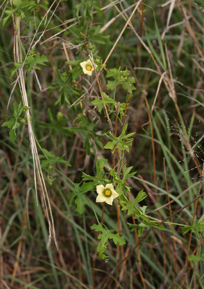 Coccinia rehmannii Coccinia rehmannii
