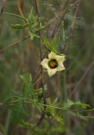 Coccinia rehmannii