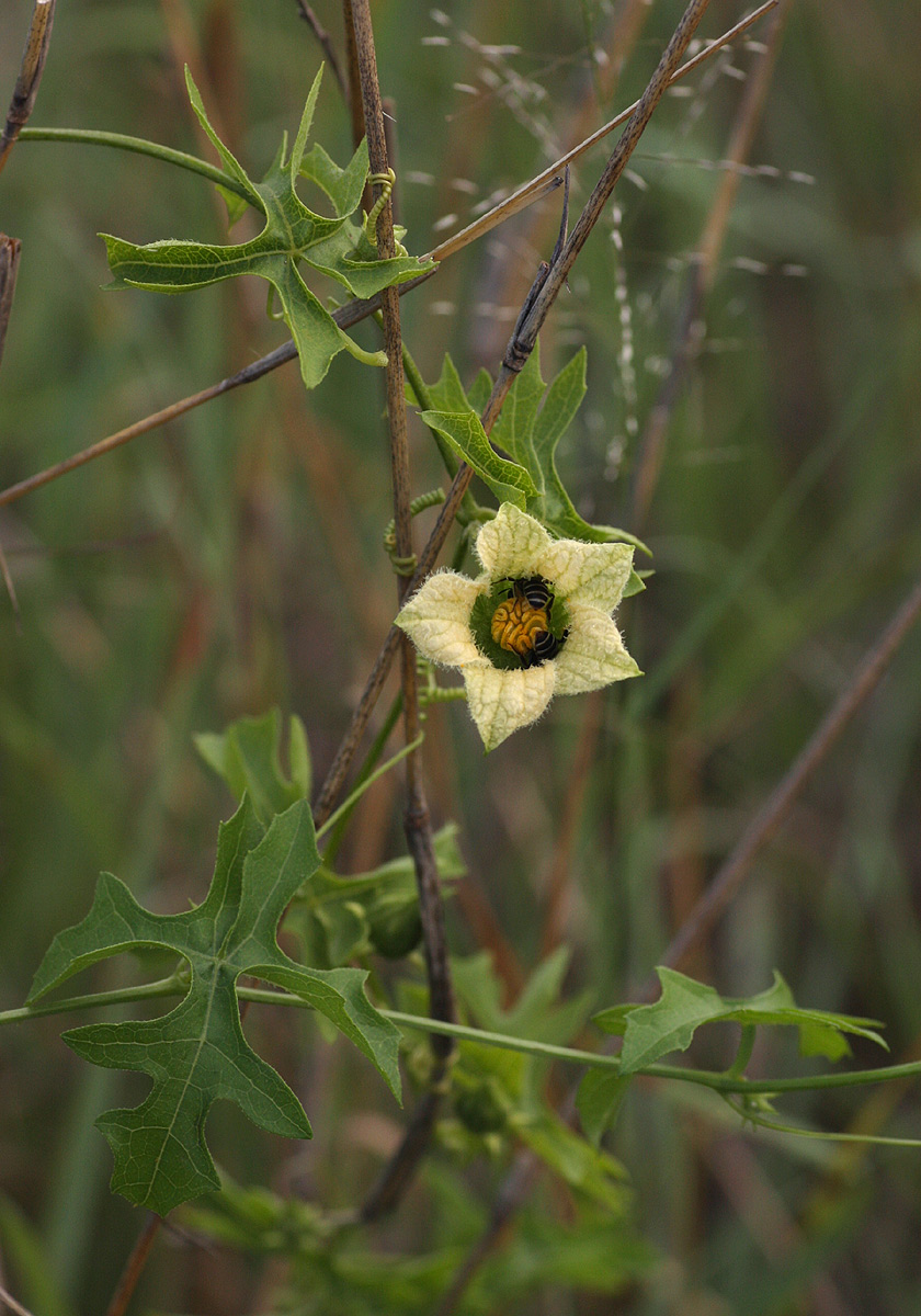 Coccinia rehmannii Coccinia rehmannii