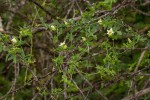 Coccinia rehmannii