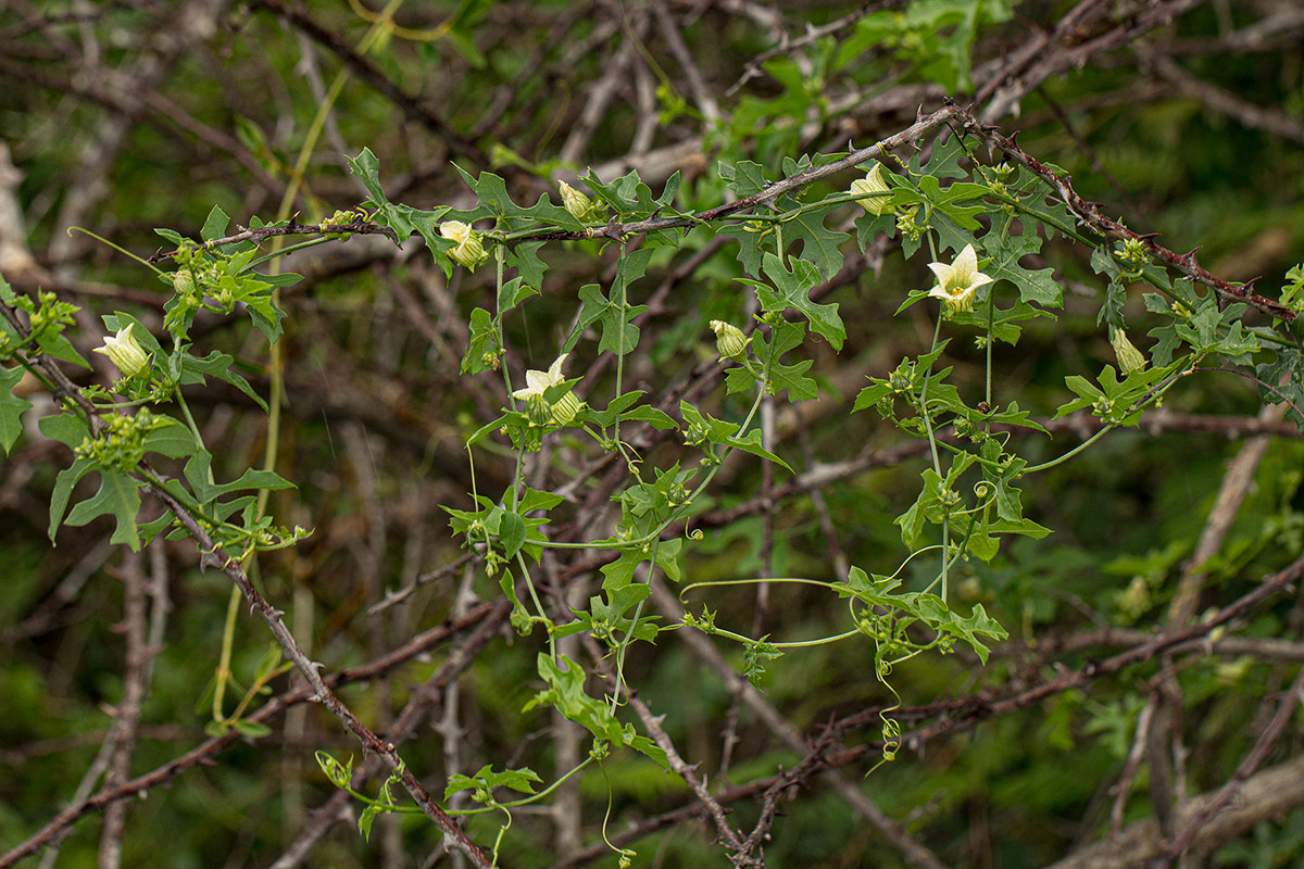 Coccinia rehmannii Coccinia rehmannii