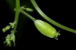 Cyclantheropsis parviflora