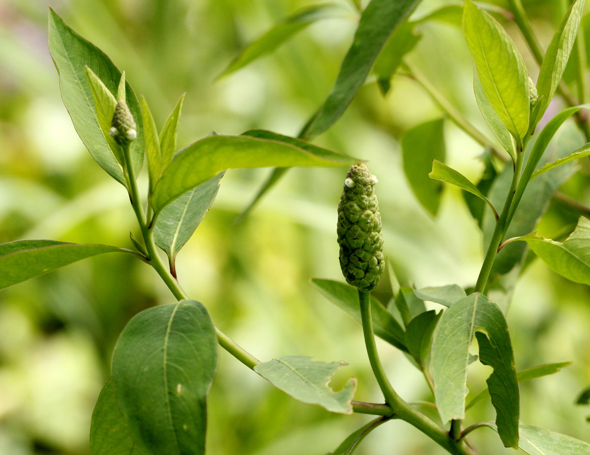 Sphenoclea zeylanica Sphenoclea zeylanica