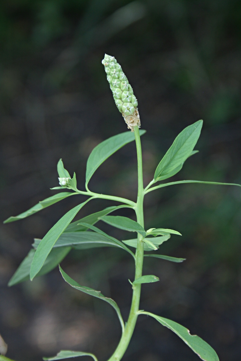Sphenoclea zeylanica Sphenoclea zeylanica